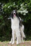 BARZOI 101